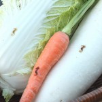 取れたて野菜に焼印