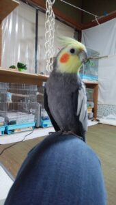 オカメインコの止まり木