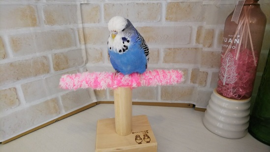 パーチ